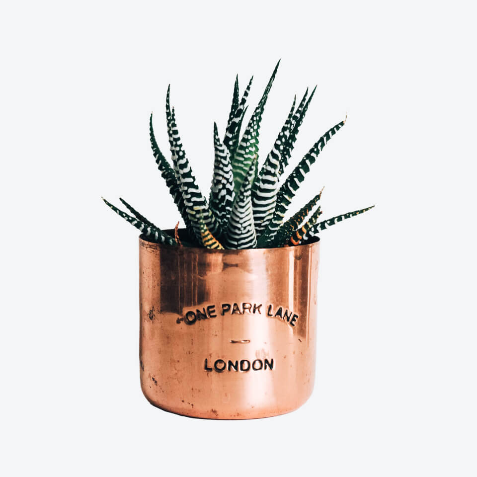 office-furniture-store-product-img-25 EcoAir plant on brass - 图片 1